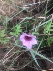 Dicerocaryum senecioides