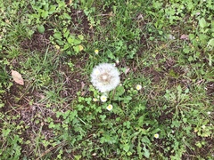 Taraxacum officinale
