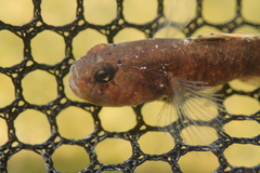 Redigobius bikolanus