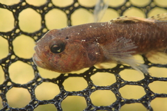 Redigobius bikolanus