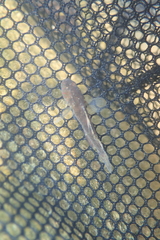 Redigobius bikolanus