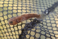 Redigobius bikolanus