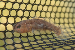 Redigobius bikolanus