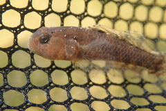 Redigobius bikolanus