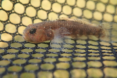 Redigobius bikolanus