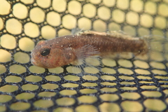 Redigobius bikolanus