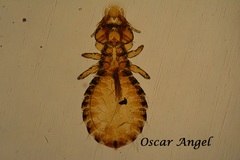 Anatoecus dentatus