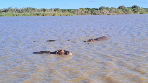 Hippo