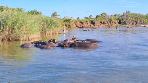Hippo