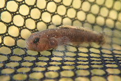 Redigobius bikolanus