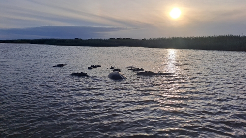 Hippo