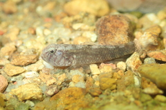 Redigobius