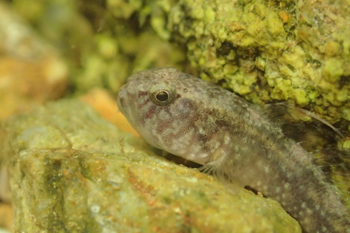 Bigmouth goby (Redigobius bikolanus) — Gobiidae — 5