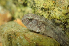 Redigobius