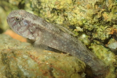 Redigobius