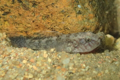 Redigobius