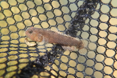 Redigobius bikolanus