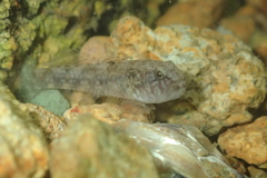 Redigobius