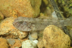 Redigobius