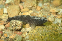 Redigobius bikolanus