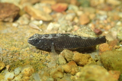 Redigobius bikolanus