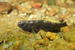 Redigobius bikolanus