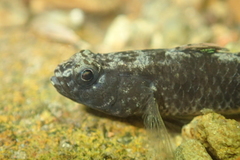 Redigobius bikolanus