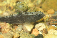 Redigobius bikolanus