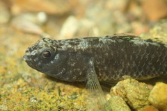 Redigobius bikolanus