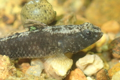 Redigobius bikolanus