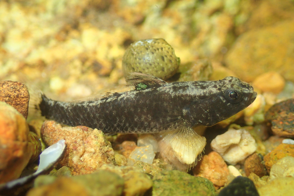 Bigmouth Goby