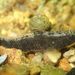 Speckled Goby - Photo (c) Tommy Hui, some rights reserved (CC BY-NC), uploaded by Tommy Hui