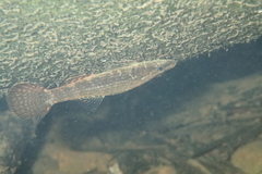 Butis humeralis