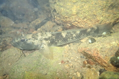 Glossogobius olivaceus