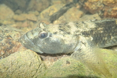 Glossogobius olivaceus