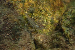 Caridina cantonensis