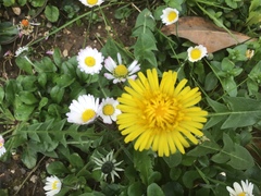 Taraxacum officinale
