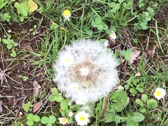 Taraxacum officinale