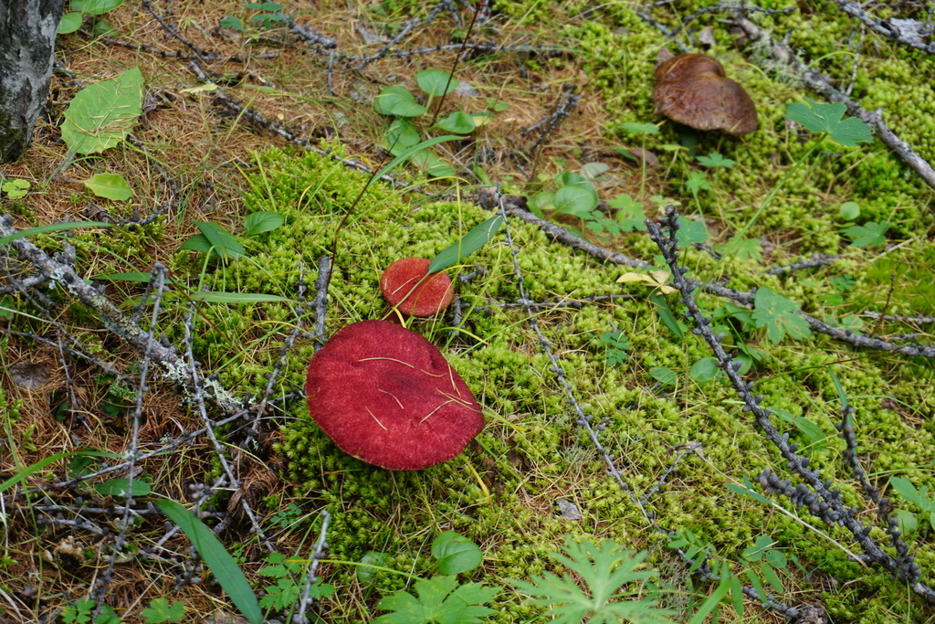 Suillus asiaticus