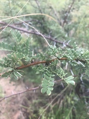 Vachellia swazica
