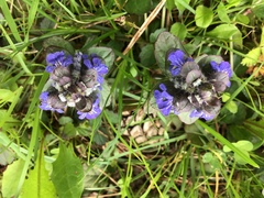 Ajuga reptans