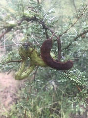 Vachellia swazica