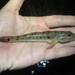 Javelin Goby - Photo (c) Tommy Hui, some rights reserved (CC BY-NC), uploaded by Tommy Hui