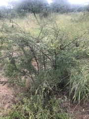 Vachellia swazica