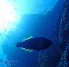 Eubalichthys bucephalus