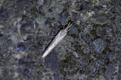 Orocrambus cyclopicus