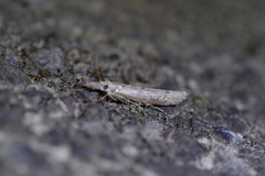 Orocrambus cyclopicus