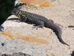 Liolaemus zapallarensis