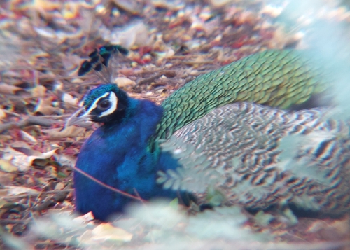 Peacock