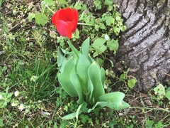 Tulipa